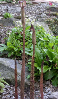 comp_Arisaema_nepenthoides_17.04.11.jpg