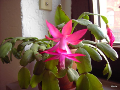 PICT5661-1.JPG