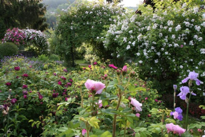 Rosengarten_5.jpg