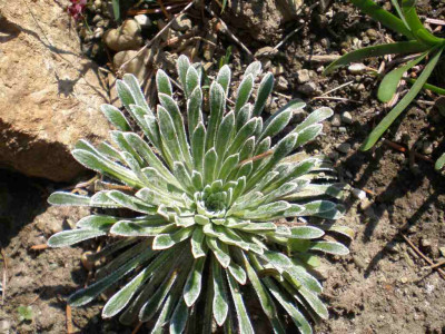 Saxifraga_longifolia_2011ea.jpg