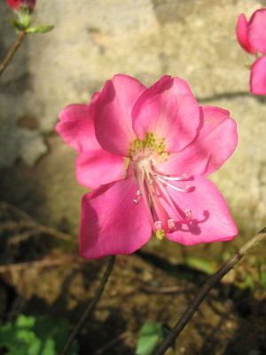 Rhododendron_albrechtii_Hortu.jpg