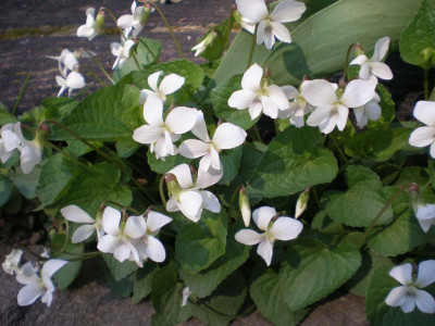 Viola_fuer_Zwerggarten_2011ea.jpg