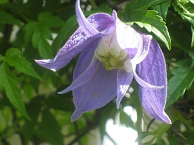 Clematisalpina-FrancesRivis03.JPG