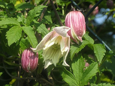 Clematis-Propertius04.JPG