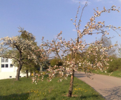 Blute17-04-11.jpg
