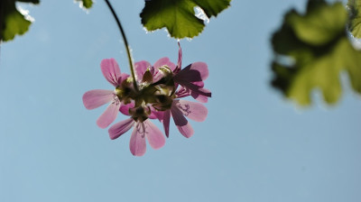 Pelargonium_Pink_Capitatum.jpg