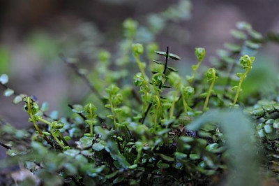 Asplenium_trichomanes.jpg