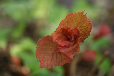deinanthe_rot_2011.jpg