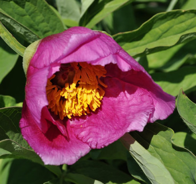 Paeonia_mollis_0011__1757.jpg