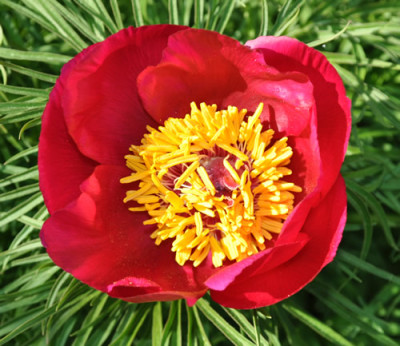 Paeonia_tenuifolia_0011__1769.jpg