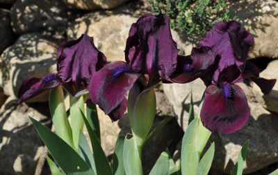 Iris_Alizes_0011__1734.jpg