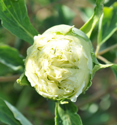 Ju_Hua_Bai_0011__1763.jpg