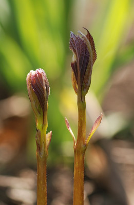 collinsonia_2011.jpg