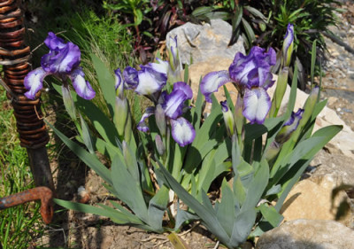 Iris_barbata_nana_Westwell_0011__1671.jpg