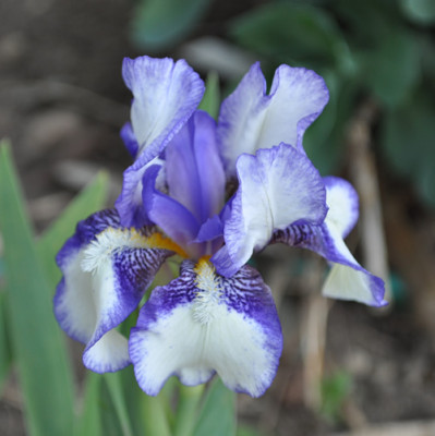 Iris_blau_weiss_0011__1730.jpg