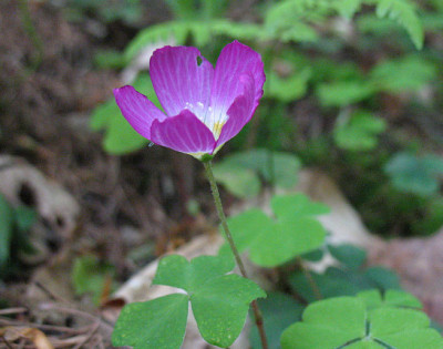 Oxalis_acetosella_Rugen.jpg