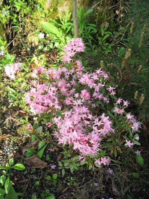 Rhododendron_racemosum_2_Hortu.jpg