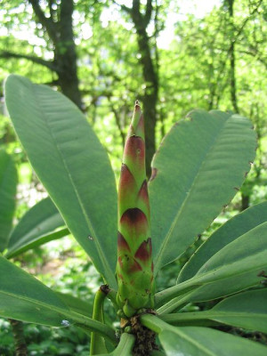 Rhododendron_calophytum_Austrieb_Hortu.jpg