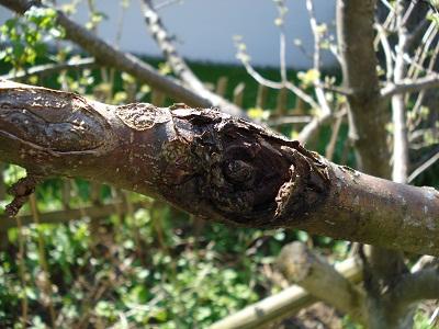Apfelbaum_01.jpg