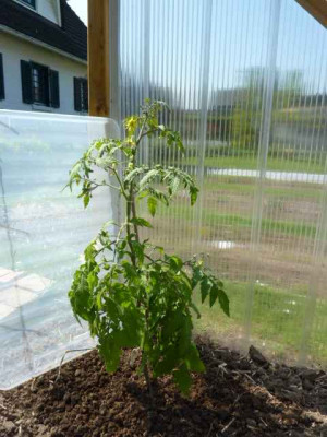 Beuteltomate18.04.2011.JPG