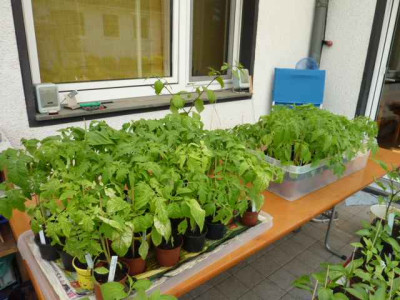 Tomatenkinder19.04.11.JPG