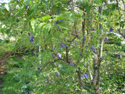 Clematis_alpina_2011ea.jpg