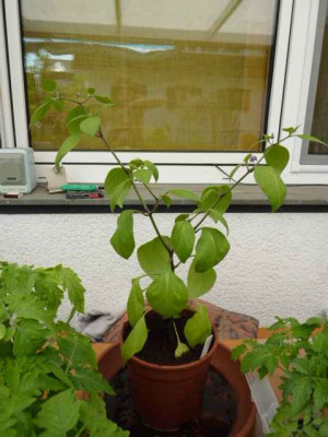 Rocoto-rot.JPG
