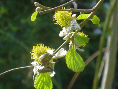 Parrotiopsis_jaquemontii__IMG_8589.JPG