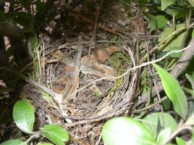 Vogelnest.jpg