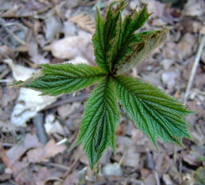 Rodgersia-Farbe.jpg