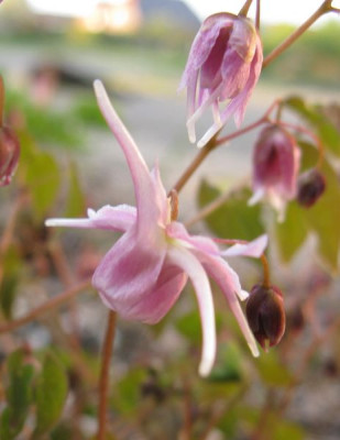Epimedium_Jenny_Wren_2011.jpg