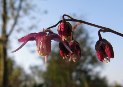 Epimedium_Mt._Kitadake_Purple_2011.jpg