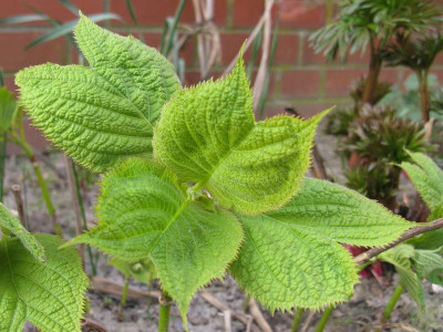 Deinanthe_Laub_800x600.jpg