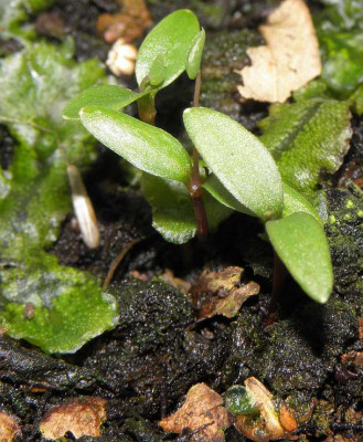 Epimedium_Samlinge_Marz.jpg
