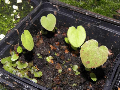 Epimedium_Samlinge_April.jpg