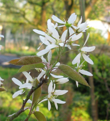 Amelanchier_lamarckii_Typ_800x600.jpg