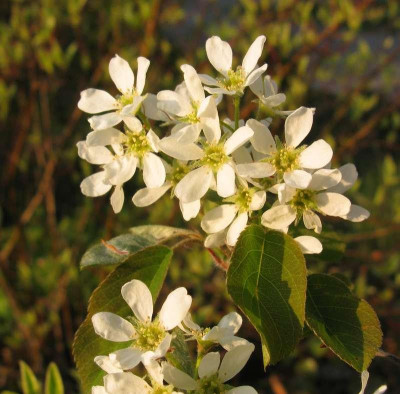 Amelanchier_ovalis_Typ_800x600.jpg