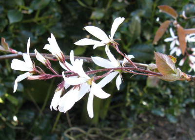 Amelanchier_laevis_800x600.jpg