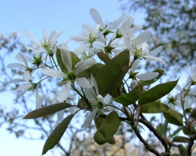 Amelanchier_Balerina_800x600.jpg