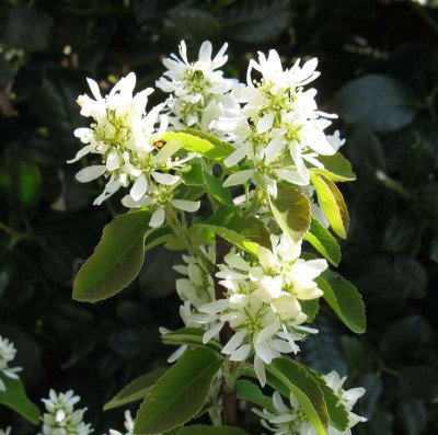 Amelanchier_alnifolia_Obelisk_800x600.jpg