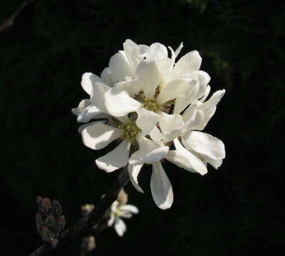 Amelanchier_rotundifolia_Edelwei_800x600.jpg