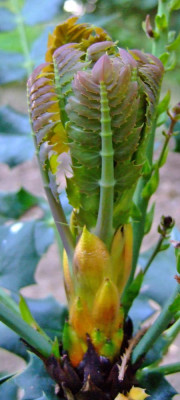 Mahonia-media-Neuaustrieb.jpg