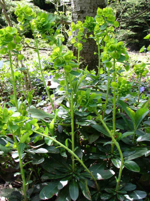 Euphorbia_robbiae_0582.jpg