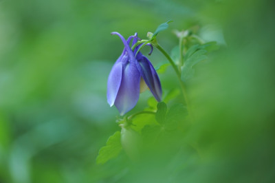 Aquilegia_flabellata_x_vulgaris.jpg