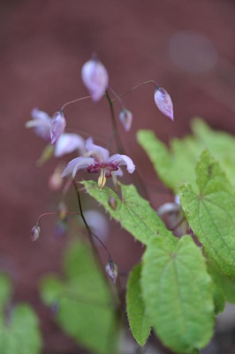 Epimedium_Echantress.jpg