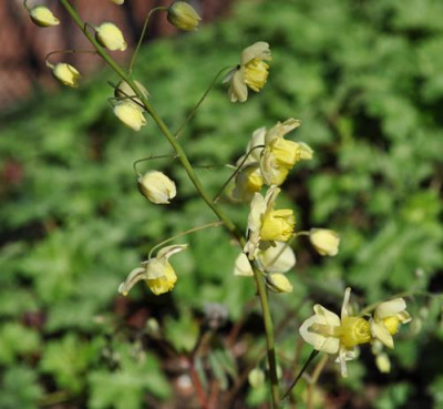 Epimedium_x_versicolor_Sulfureum_4_0011__1289.jpg