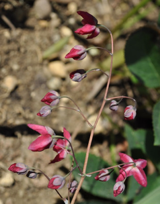 Epimedium_rubrum_3_0011__1295.jpg