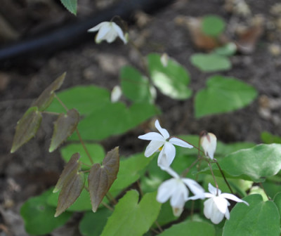Epimedium_x_youngianum_6_0011__1708.jpg