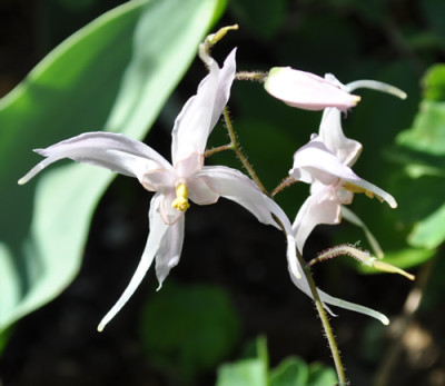 Epimedium_leptorhizum_2_0011__1293.jpg