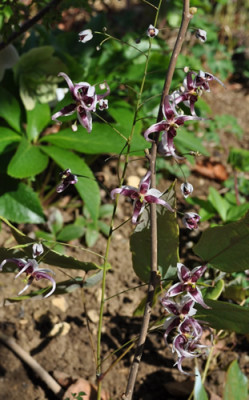 Epimedium_acuminatum1__0011__1290.jpg